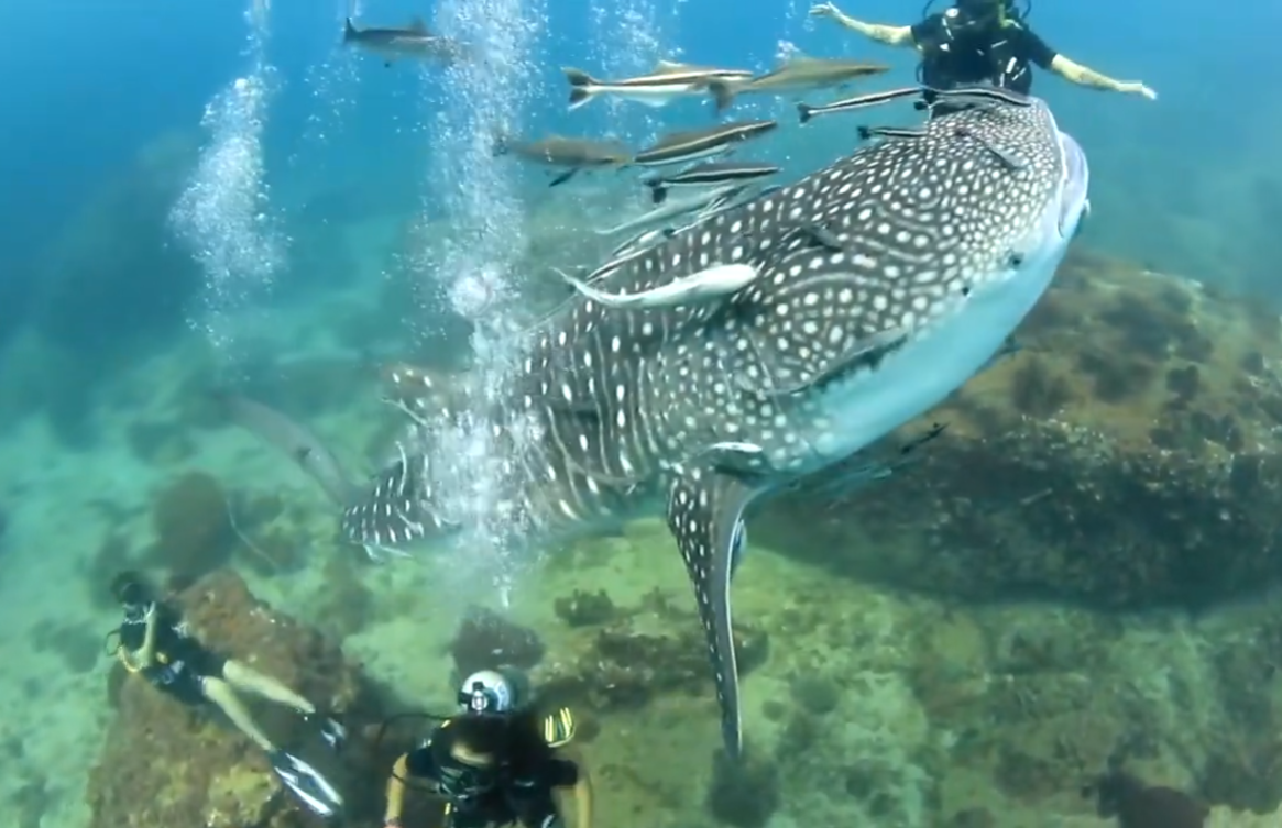 hiu paus memiliki kulit tertebal di dunia